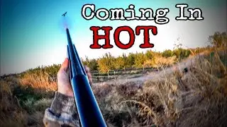 A Little Early Morning Dove Action | CA Dove Hunt 2019