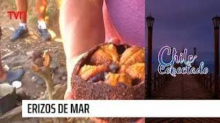 Erizos de mar | Chile Conectado