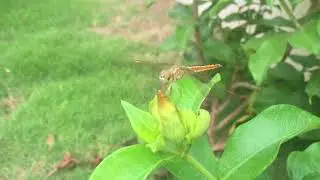 My  petography Video bee | 2018