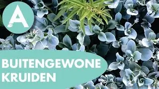 Buitengewone kruiden uit de moestuin! - ANGELO - Tuintip #3