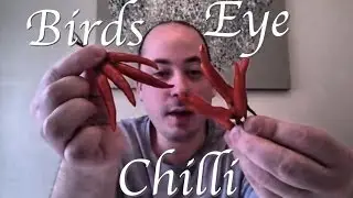 Birds Eye Chilli Plant - ( The Thai Chilli )