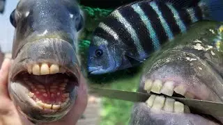 Jaw-Dropping Fish with Surprisingly Human Teeth!