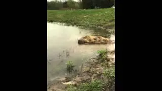 turkey swimming!!!!