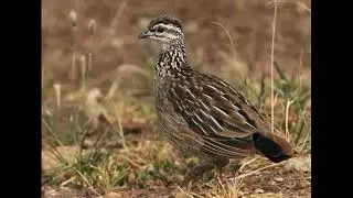 Bird, crested francolin, francolinus sephaena