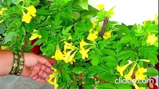 Tecoma Plant ke Care and Tips !!