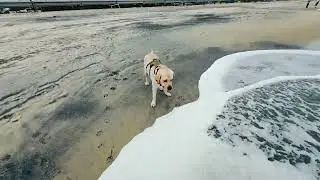 #alleppybeach🌊🏖️⛵🛶🚤 #calmcanine #labrador