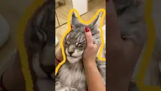 Нежный гигант: кот мейн-кун #животные #кот #шорты