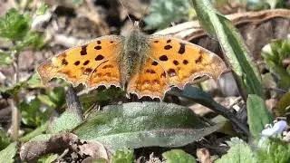 Asian Comma Butterfly Visits Birdeye Speedwell Flowers in Early Spring