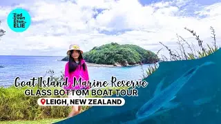 Glass Bottom Boat Tour at Goat Island Marine Reserve | Leigh, Auckland, New Zealand