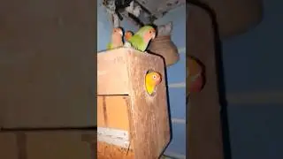 Happy Birds Day 🐤 | Millet Feeding & Play Time#shortsfeed #birds #dehatizoovilog #trendingshorts