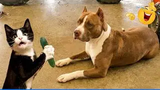 Smarty Funny Animal Video Clips 😹🐶 Cat and Dog Videos That Don't Disappoint You 🐾