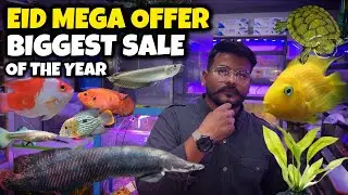 Fish Point Biggest Ramadan Discount | Fish, Aquarium Filters & Decoration Items - Imran's World