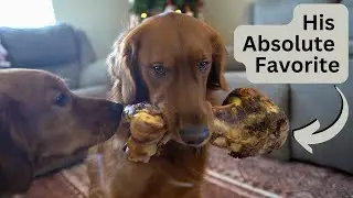Top 3 Dog Bones for Aggressive Chewers To Stop Destructive Chewing