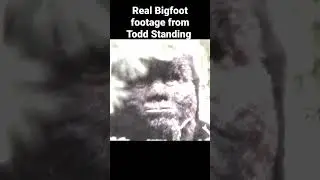 Настоящие кадры Снежного человека от Тодда Стэндинга #bigfoot #bigfootvideo #sasquatch #toddstanding