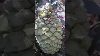 Cycad identification - how to tell the difference - Cycad World of Innovations