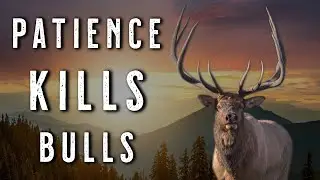 HOW TO HUNT SOLO BULLS After the Rut | Spot-and-Stalk Elk Hunting Tactics