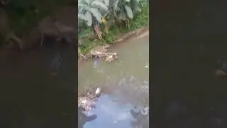 AIR GUN FISHING HUNTER SOLANO NUEVA VIZCAYA