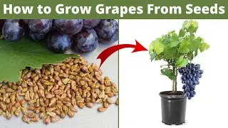 How to Grow Grapes From Seeds | Growing Grapes from Seeds