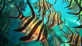 Enoplosus armatus, Австралийский колючепёр, Scuba diving adventure, exploring