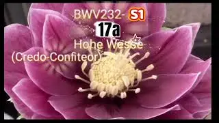 BWV232- 15,17a,17b  Soprano1 Chorus Practice With Machine Voice 逐語訳付き　合唱 ソプラノ1　音取り音取りと実践　バッハ　ロ短調ミサ曲