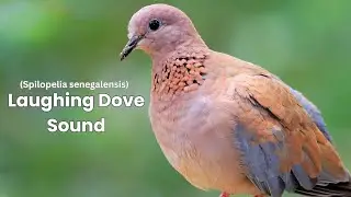 Laughing Dove Sound | Laughing Dove Call | Laughing Dove Voice | Laughing Dove Song - Coo - Vocals