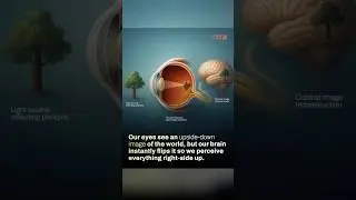 Your Brain Flips Reality! 🧠👁️ #thecuriositylab #facts #sciencefacts #didyouknow