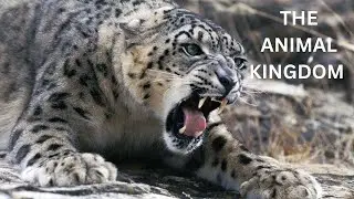 Wildlife Animal Kingdom 20 Fascinating Animals Lives #animals #wildlives #wildlife
