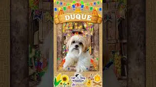 🎉 Dia de Festa na Cat Dog Pimp&atilde;o - PetShop Banho e Tosa Barueri