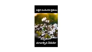 KAPAS kisan App#slot booking step by step process#cci లో పత్తి కొనుగోలు kapas kisan అనే యాప్ ద్వారా❤