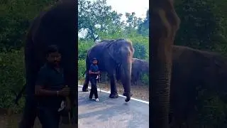 Big elephant in palamau killa #jharkhand #palamau