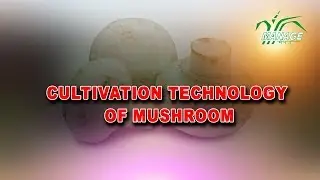 Cultivation technology of mushroom (Hindi)