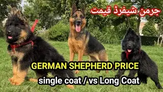 German Shepherd Price in Pakistan \Single Coat vs Long Coat جرمن شیفرڈ قیمت 