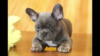 Cute French Bulldog puppy Astro