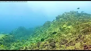 Bluefin Trevally and Moray Eel Hunt Together
