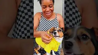 my baby dog is talking ready to go school #goviral #reels #love
