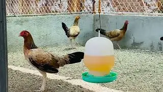 Mga available na pullets dito sa green country game farm.