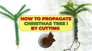 How To Propagate Christmas Tree! By Small Cutting