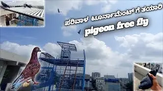 preparation for tournament of pigeon and free fly #kannada #pigeon #princeloft #srbrothers#bangalore