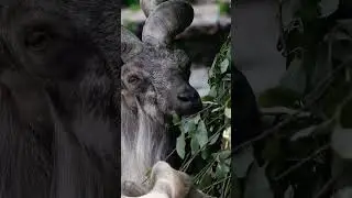 🐐The Markhor is a large wild goat native to South and Central Asia #animals #wildlife #goat #Markhor