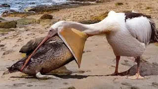9 Animals You Might Not Expect To Be Dangerous