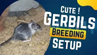 All about Gerbils breeding setup..#petslover #petmice #india #fancymice #petsofinstagram #gerbil