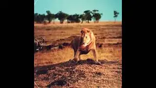 How a Lion Pride Hunts Prey   Cat Attack tics part3