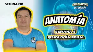 ANATOMÍA FISIOLOGÍA RENAL SEMANA 8