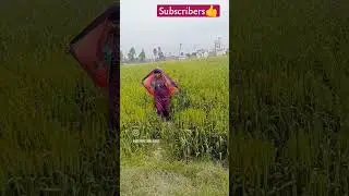 ❤🧿#shorts #short #shortviral #shortvideo #gurnambhullar #virals #subscribetomychannel #punjabisong