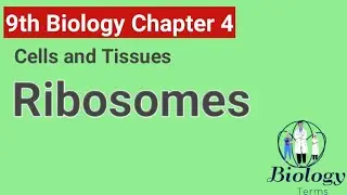 Ribosomes Class 9 | Class 9 Biology Chapter 4 | Chapter 4 Cells and Tissues