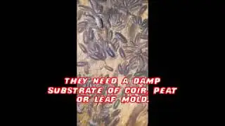 Rough Isopod Care  Porcellio Scaber