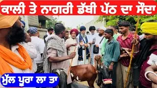 ਨਾਗਰੀ ਡੱਬੀ ਤੇ ਕਾਲੀ ਪੱਠ ਦਾ ਸੌਦਾ |Best Beetal Goat in Punjab |Goat Farming in Punjab |Raju Dirba 