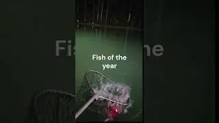 Fish of the year  #fishing #bigcatfeverrods #fishingknot #carp #sittingonthedockofthebay #fishingmet