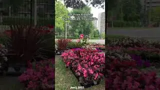 The Flowers #downtown #toronto #canada🇨🇦 #travel #flowers #nature