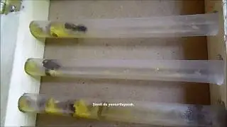 G&ouml;zlem Kutularında Kırmızı Mason Arıları 2